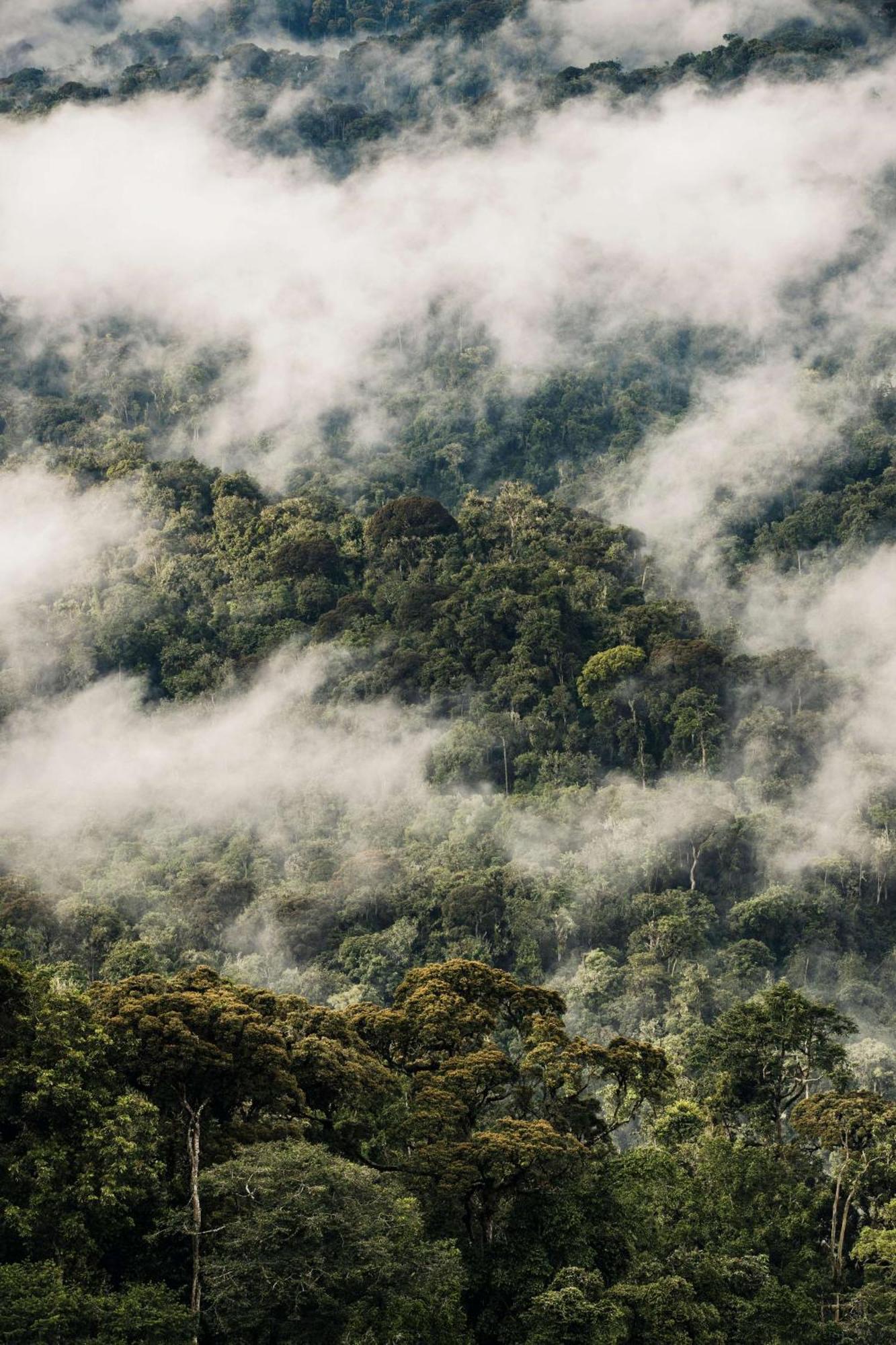 Rwumba One&Only Nyungwe Houseヴィラ エクステリア 写真