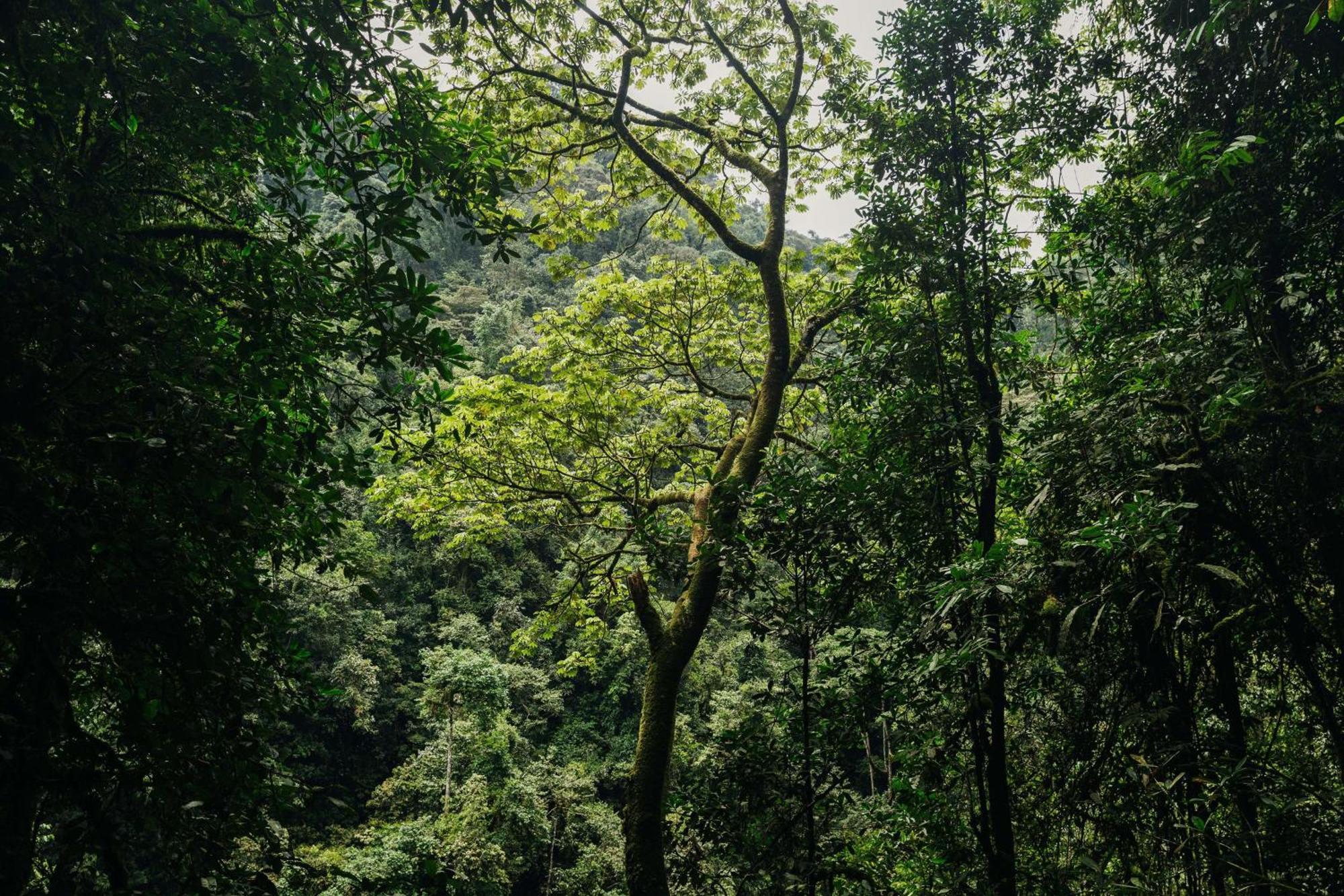 Rwumba One&Only Nyungwe Houseヴィラ エクステリア 写真