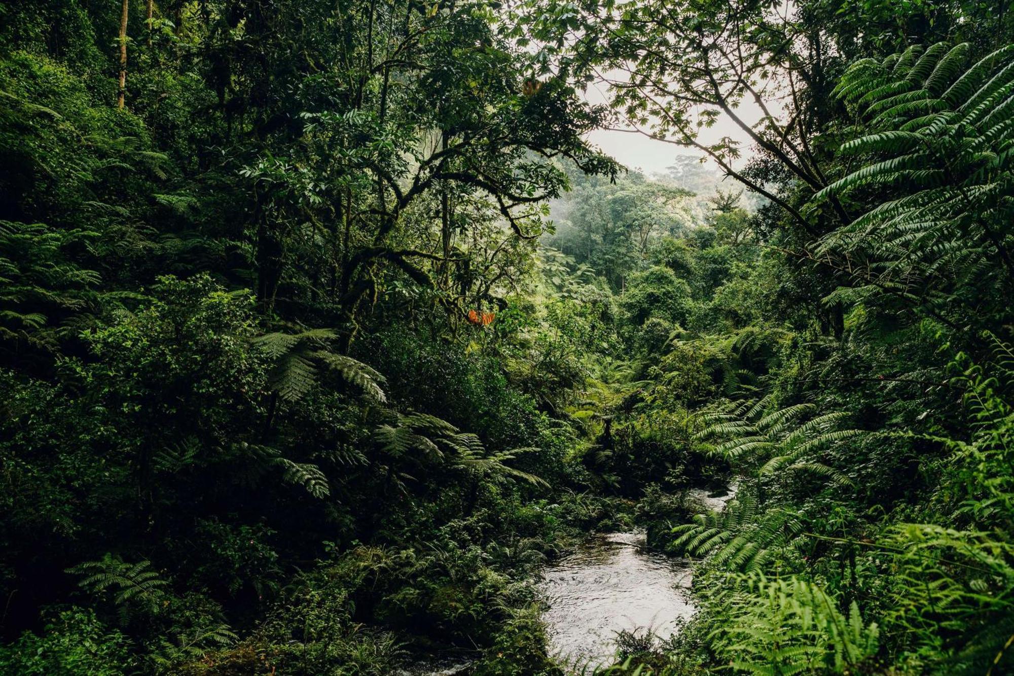 Rwumba One&Only Nyungwe Houseヴィラ エクステリア 写真